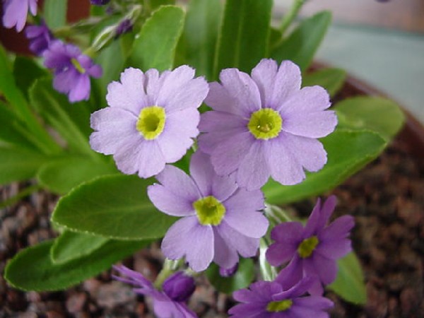 sizedprimula-20ellisiae11331