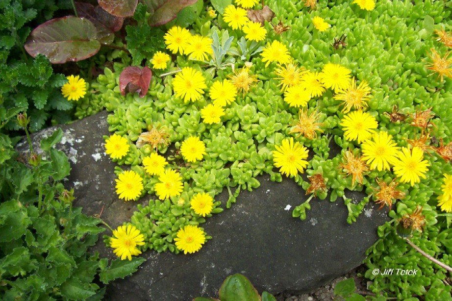 delosperma_lineare